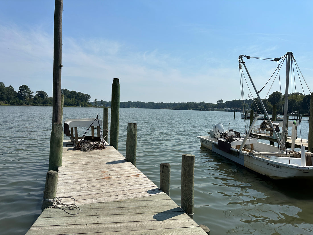 Taste the Tides: How Our Waters Affect Oysters