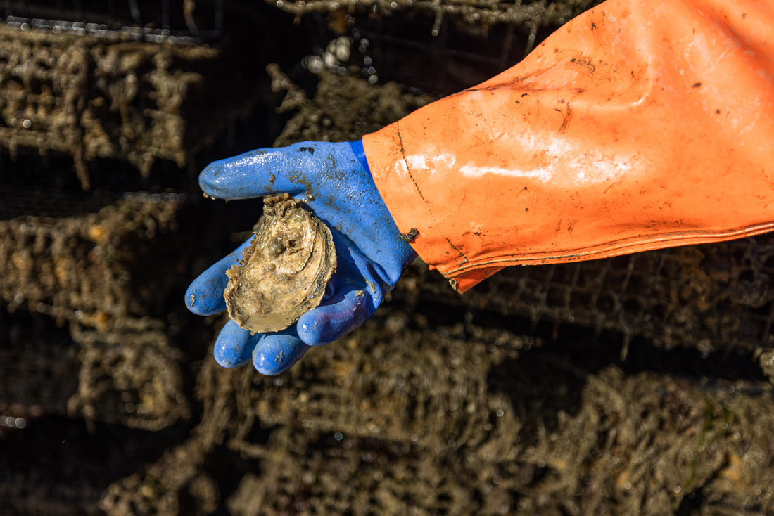 Table Tip: How to Clean Your Lucky Lab Oysters