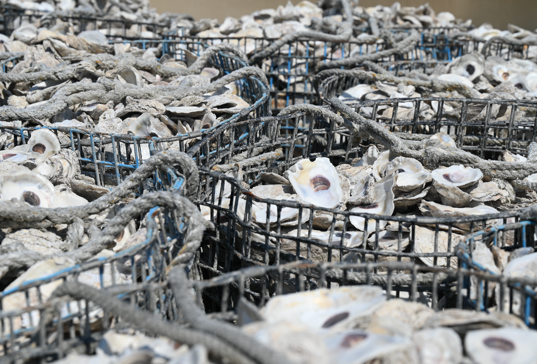 The Eco-Friendly Marvel of Spat on Shell Oyster Farming – Purcells Seafood