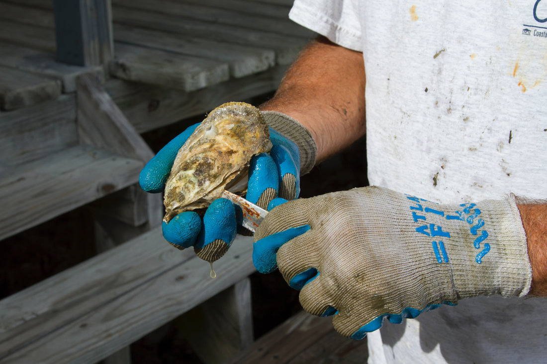 Oyster Shucking 101