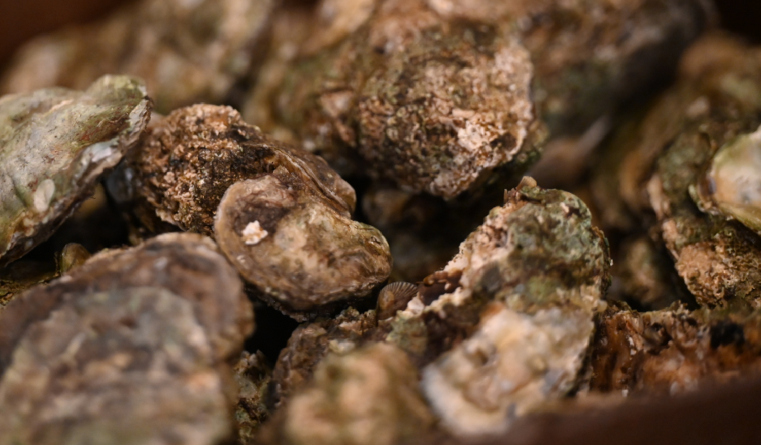 Fresh Oysters